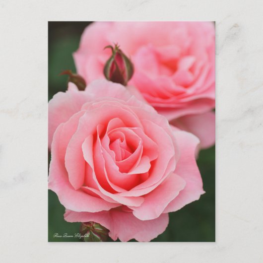 Rosa Queen Elizabeth:Briefkaart Briefkaart (Voorkant)