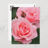 Rosa Queen Elizabeth : Carte postale (Devant / Derrière)