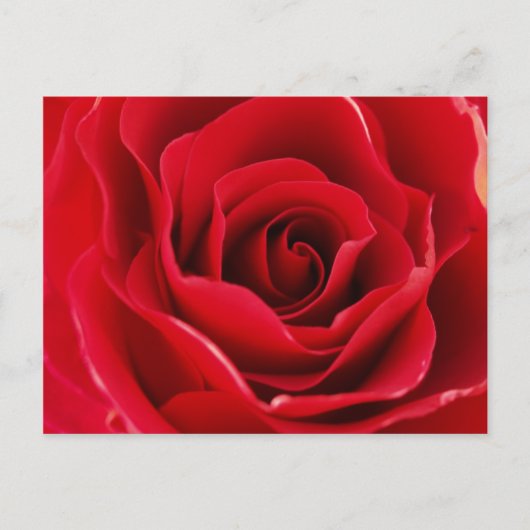 Rosa roja briefkaart (Voorkant)