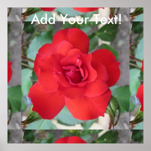 Rosa Roja Flor Poster (Voorkant)