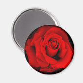 Rosa ‘Rose Osaka’ : Aimant Rond (Recto/Verso)