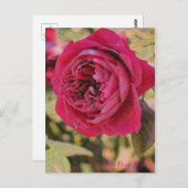 Rosa Rouge Royale (Briefkaart) Briefkaart (Voorkant / Achterkant)