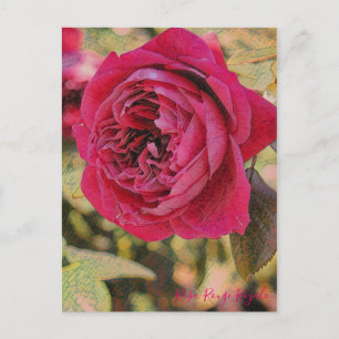 Rosa Rouge Royale (Briefkaart) Briefkaart