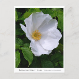 Rosa rugosa briefkaart