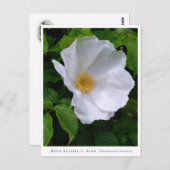 Rosa rugosa briefkaart (Voorkant / Achterkant)