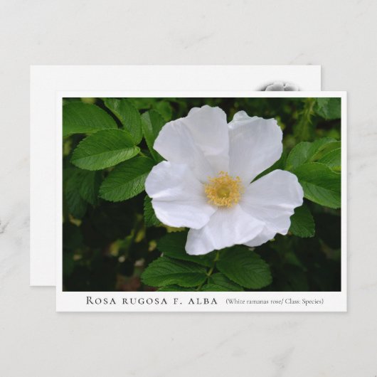 Rosa rugosa briefkaart (Voorkant / Achterkant)