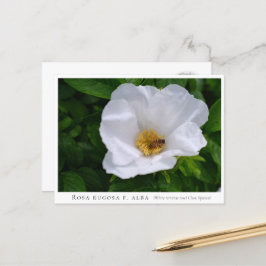Rosa rugosa briefkaart