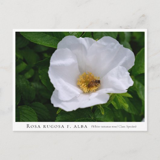 Rosa rugosa briefkaart (Voorkant)