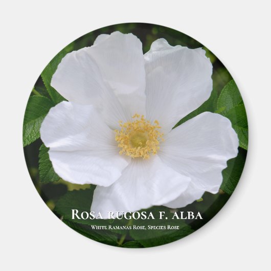 Rosa rugosa magneet (Voorkant)