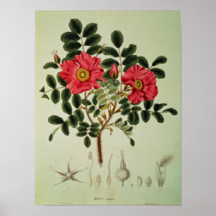 Rosa rugosa uit Flora Japonica Poster