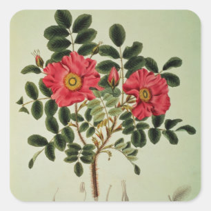 Rosa rugosa uit Flora Japonica Vierkante Sticker