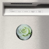 Rosa‘Ryokko’:Round Magnet (In Situ (Lave-vaisselle))