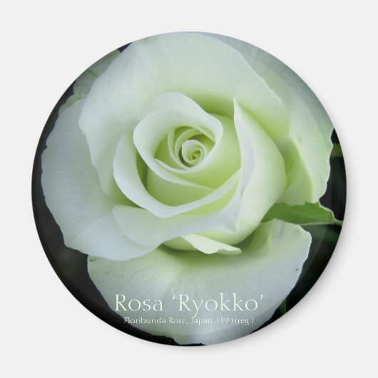 Rosa‘Ryokko’：Round Magnet Magneet (Voorkant)