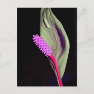 Rosa Schönheit Briefkaart