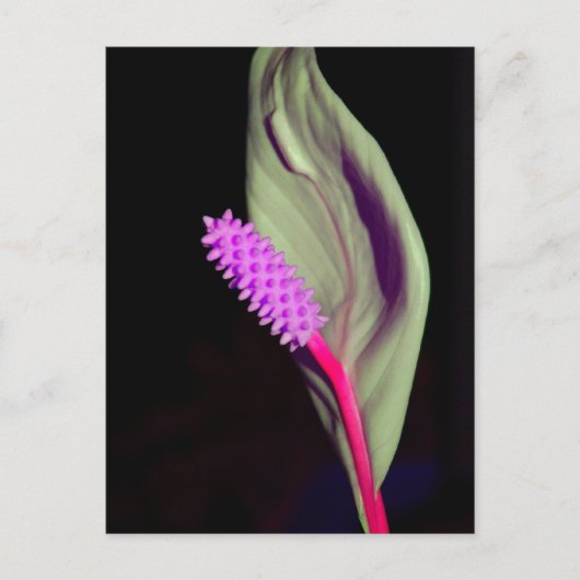 Rosa Schönheit Briefkaart (Voorkant)