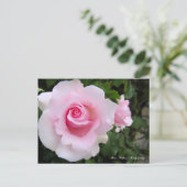 Rosa‘Soshun’ : Carte postale (Debout devant)