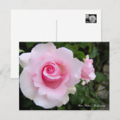 Rosa‘Soshun’ : Carte postale (Devant / Derrière)