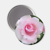 Rosa‘Soshun’:Round Magnet (Recto/Verso)