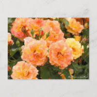 Rosa Souvenir de Anne Frank : Carte postale