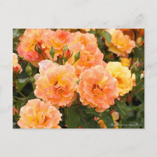 Rosa Souvenir de Anne Frank : Carte postale (Devant)