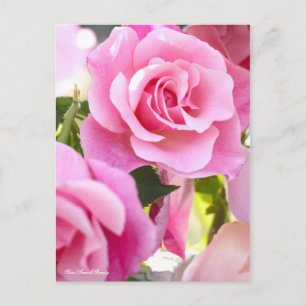 Rosa Spanish Beauty [Postcard] Briefkaart