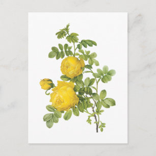 Rosa sulfurea, gele roos van Redouté Briefkaart