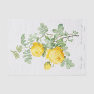 Rosa sulfurea tissuepapier