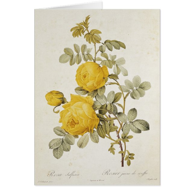 Rosa Sulfurea uit Les-Rozen (Voorkant)