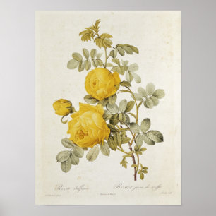 Rosa Sulfurea uit Les-Rozen Poster
