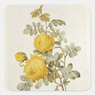 Rosa Sulfurea uit Les-Rozen Vierkante Sticker
