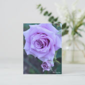 Rosa Sweet Moon : Carte postale (Debout devant)