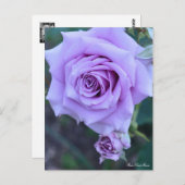 Rosa Sweet Moon : Carte postale (Devant / Derrière)