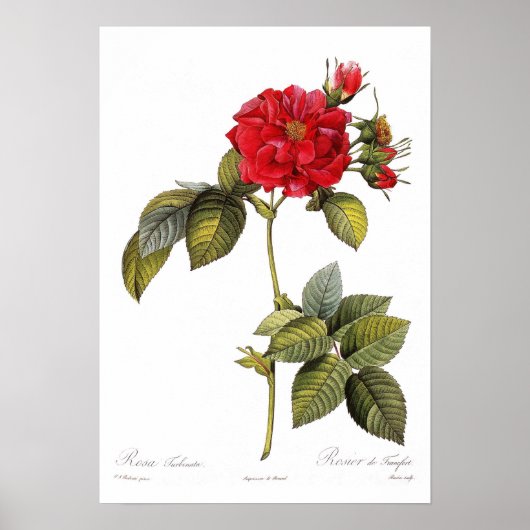 Rosa turbinata poster (Voorkant)