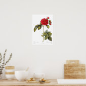 Rosa turbinata poster (Keuken)