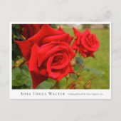 Rosa Uncle Walter Briefkaart (Voorkant)