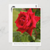 Rosa Uncle Walter Briefkaart (Voorkant / Achterkant)