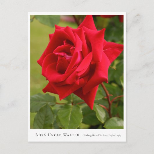 Rosa Uncle Walter Briefkaart (Voorkant)
