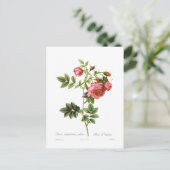 Rosa virginiana plena briefkaart (Staand voorkant)