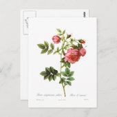 Rosa virginiana plena briefkaart (Voorkant / Achterkant)