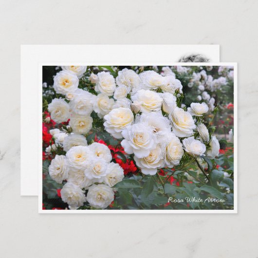 Rosa White Arrow Briefkaart (Voorkant / Achterkant)