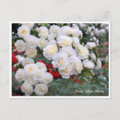 Rosa White Arrow Briefkaart (Voorkant)
