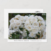 Rosa White Arrow Briefkaart (Voorkant / Achterkant)