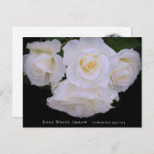 Rosa White Arrow Briefkaart (Voorkant / Achterkant)