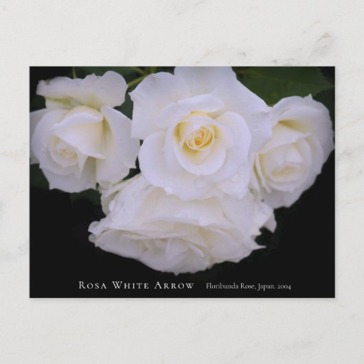Rosa White Arrow Briefkaart (Voorkant)