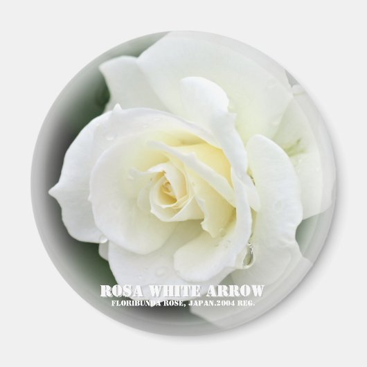 Rosa White Arrow Magneet (Voorkant)