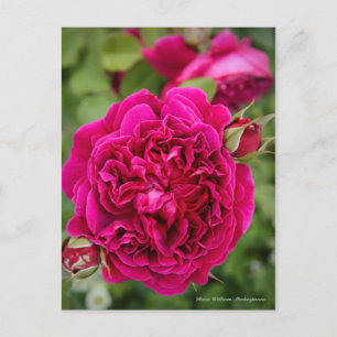 Rosa William Shakespeare (Briefkaart) Briefkaart