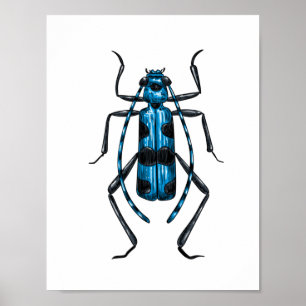 Rosalia Alpina kever Poster