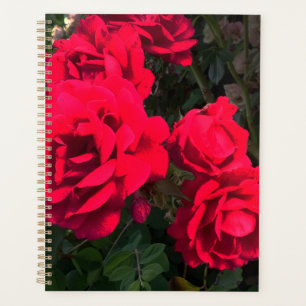 Rosarium de Red Roses