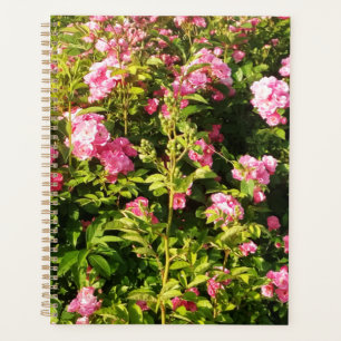 Rosarium en fleurs