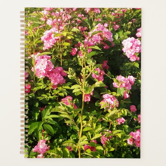 Rosarium en fleurs (Devant)